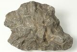 Polished Fossil Coral (Actinocyathus) Head - Morocco #202539-1